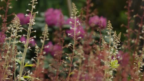 Colorful-garden-full-of-small-flowers-and-plants,-panning-shot