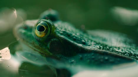 Der-Steckkopf-Und-Die-Augen-Eines-Grünen-Frosches,-Der-Im-Wasser-Sitzt