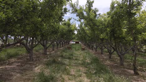 Apple-Orchard,-walking-between-the-trees,-camera-pulling-backwards