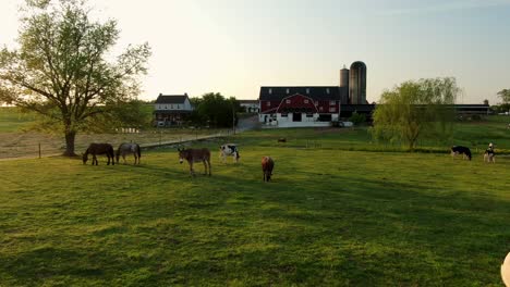 Cows,-horses,-mules,-donkey-graze-in-green-meadow-pasture-during-sunset-at-farm-in-Lancaster-County-PA,-home-of-Amish