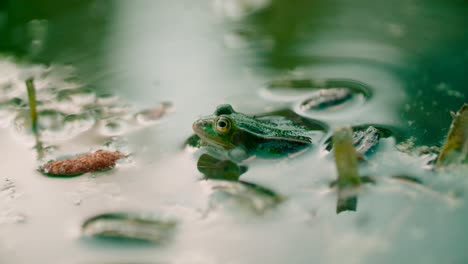 Close-up-shot-of-wild-green-frog-covered-in-the-planting-area-on-a-pond