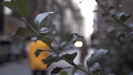 Bush-Branch-close-up-in-slow-motion-in-New-York-CIty-Manhattan