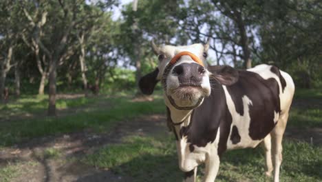 White-and-black-colored-cow-grazing-in-field-and-looking-at-camera,-slow-motion