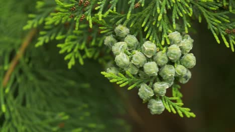 Green-thuja-branch-with-fresh-small-cones,-closeup