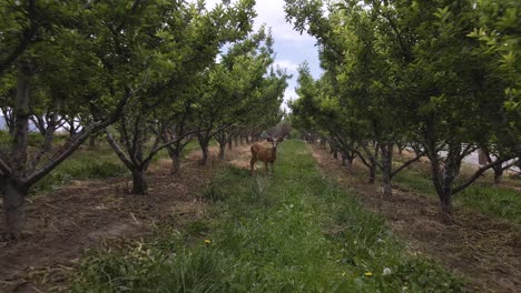 Hirsche-Stehen-In-Einer-Apfelplantage,-Pull-Back-Ansicht-Aus-Der-Luft