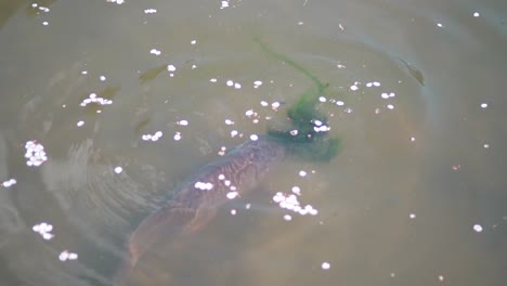Koi-Fish-Eating-Algae-With-Sakura-Blossom-Petals-Floating-In-The-Water