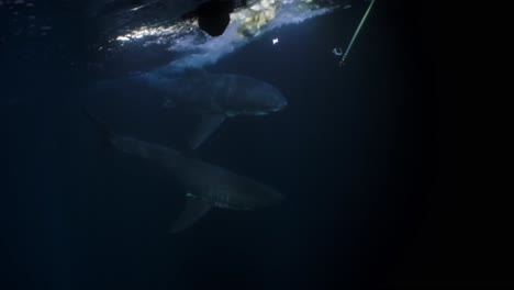 Gran-Tiburón-Blanco-En-La-Noche-Islas-De-Neptuno-Sur-De-Australia-4k-75fps