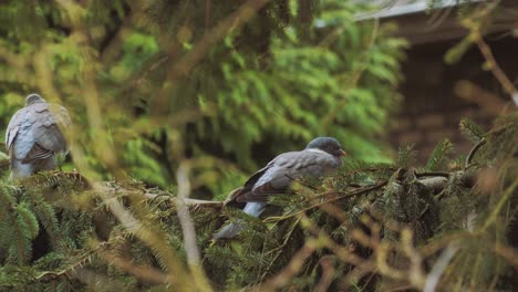 Zwei-Gewöhnliche-Tauben-Thront-Auf-Einem-Kiefernzweig-Im-Windigen-Wald,-Vogelbeobachtung