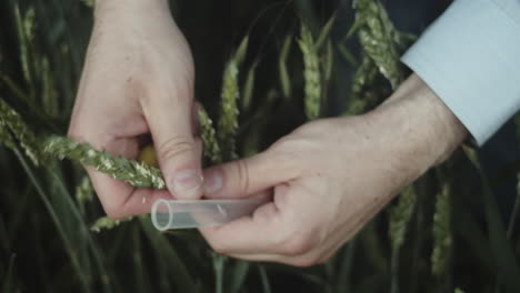Placing-wheat-into-test-tube,-quality-control-of-food,-high-angle-closeup-view