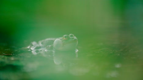Frosch-Auf-Einem-Teich-Mit-Kopf,-Bedeckt-Mit-Moos-Und-Grüner-Umgebung