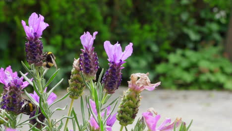 Bumblebees-collecting-nectar-from-lavender,-super-slow-motion