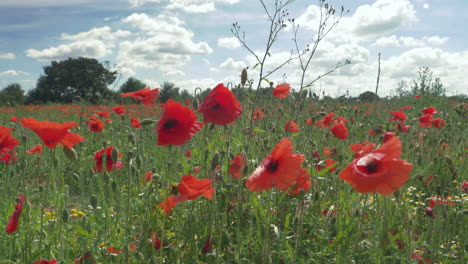 Field-of-Poppies-in-England-on-a-breezy-summer-day,-closeup-handheld-Slow-Motion