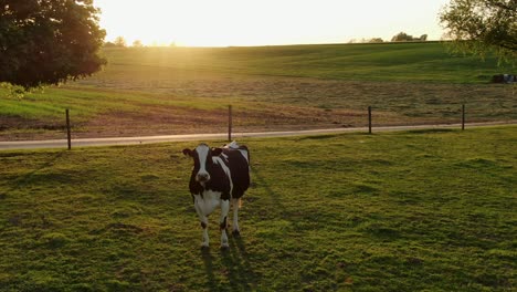 Black-and-white-Holstein-cow-in-meadow-during-sunset-looks-directly-at-drone-camera