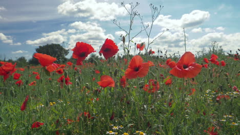 High-Speed-slow-motion-of-poppies-in-an-English-field-on-a-summers-day-,-hand-held