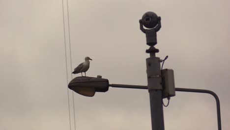 Möwe-Mit-Einer-Straßenlaterne,-Die-Sich-Neben-Einer-Überwachungskamera-Oder-Einem-CCTV-System-Umsieht