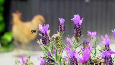 Bumblebee-collecting-nectar-and-flying-away,-in-super-slow-motion