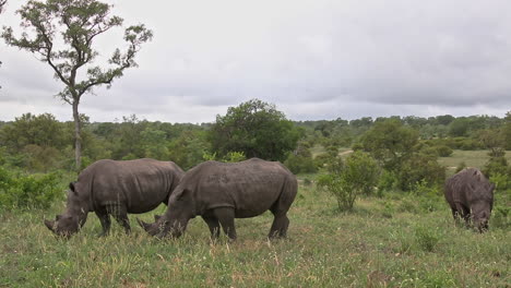 Rinocerontes-Blancos-Pastando-En-Las-Praderas-De-La-Reserva-De-Caza-Sabi-Sands,-Sudáfrica---Tiro-Medio