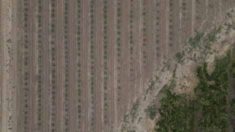 Agriculture-ploughed-dry-and-dusty-farm-crop,-drone-bird's-eye-view