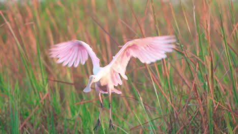 Rosalöffler-Fliegen-Und-Landen-In-Zeitlupe-Im-Sumpf-Der-Everglades