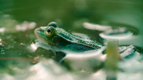 Frog-in-a-swamp-of-murky-water,-full-of-green-algae-breathing-in-a-close-up