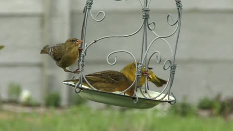 Ein-Männchen-Und-Zwei-Weibchen-Genießen-Samen-Von-Einem-Hängenden-Vogelhäuschen