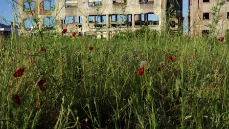 Devastated-old-factory-building-with-ruined-walls-and-tall-chimney-on-green-grass-and-blue-sky-background