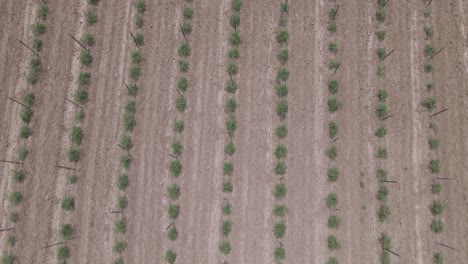 Drone-flying-over-Utah-farmland,-rows-of-new-plant-growth