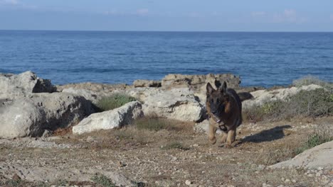 A-German-Sheppard-runs-in-slow-motion-on-the-shore
