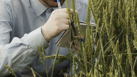 Scientist-controlling-quality-of-cornfield-and-making-notes-into-notepad,-extreme-closeup