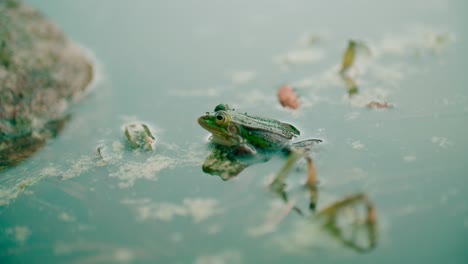 Blick-Auf-Einen-Frosch-Im-Natürlichen-Lebensraum-Im-Sommer-Mit-Schmutzwasser