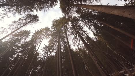 Bosque-De-árboles-Altos-Y-Nieve-Blanca-En-El-Suelo-Del-Parque-Nacional-Krkonose-En-La-República-Checa