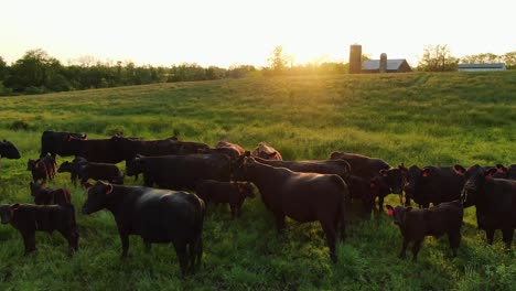 Meat-production,-aerial-above-grass-fed-angus-beef-cattle-in-meadow,-farm-and-sunset-in-distance