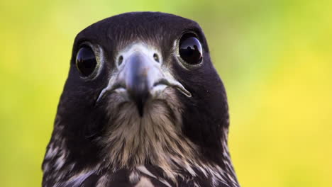 Portrait-head-shot-of-a-beautiful-adult-Black-Falcon,-Falco-subniger,-Falconry