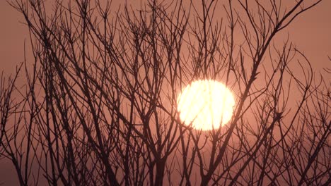 Sonnenuntergang-Sonnenaufgang-Mit-Baum-Im-Vordergrund-Und-Vorbeifliegendem-Vogel