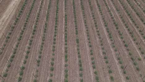 Agriculture-crop-growing-in-straight-lines,-farming-field-patterns,-aerial-view