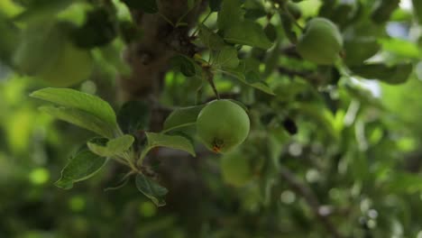 Growing-Fresh-Apples-on-Apple-Tree-in-Orchard-Plantation,-Close-Up-Dolly-Out