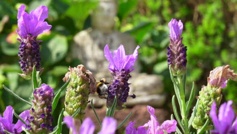 A-Bumblebee-is-collecting-nectar-from-a-lavender-plant,-close-up