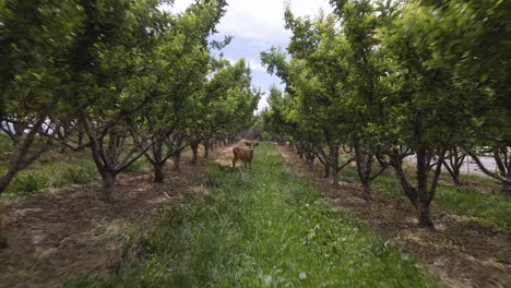 Apple-Orchard-and-Deer-standing-between-the-trees,-drone-fly-through