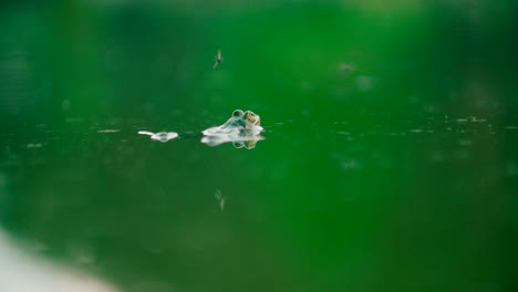 Frog-on-a-lake-pond-covered-with-moss-and-green-background