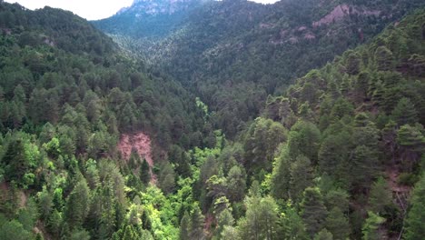 Slow-leading-drone-shot-of-a-valley-with-green-pine-trees