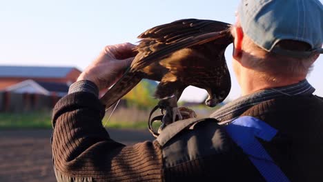 Falconer-adjusting-tracking-device-with-antenna-on-the-tail-of-his-tame-falcon