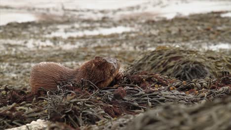 Eurasian-otter-Lutra-lutra-eating-scorpionfish-on-seaweed-by-coast,-Highlands,-Scotland