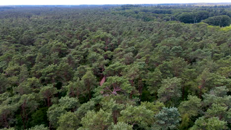 Antenne-Des-Weges,-Der-Durch-Grünen-Wald-Läuft