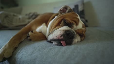 Nahaufnahme-Der-Englischen-Bulldogge,-Die-Auf-Einer-Couch-Schläft