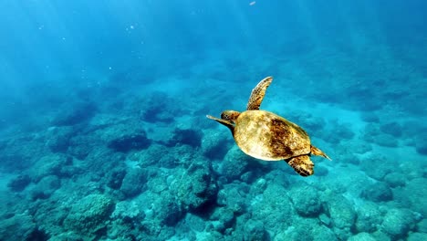 A-Juvenile-Green-Sea-Turtle-Swimming-Freely-On-The-Reef-Under-The-Bright-Blue-Sea---medium-shot