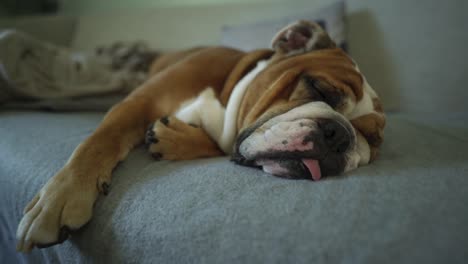 Müde-Englische-Bulldogge,-Die-Auf-Einer-Couch-Schläft