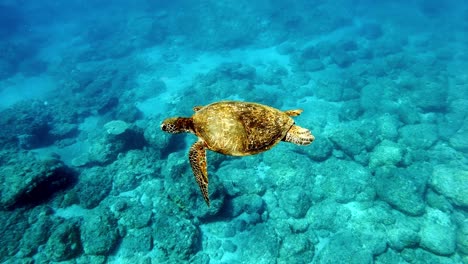 Green-Sea-Turtle,-Chelonia-Mydas-Cruising-In-The-Warm-Water-Over-The-Coral-Reefs-And-Rocks