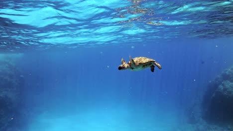 Eine-Einsame-Junge-Grüne-Meeresschildkröte,-Die-Unter-Den-Wellen-Auf-Dem-Blauen-Ozean-Schwimmt