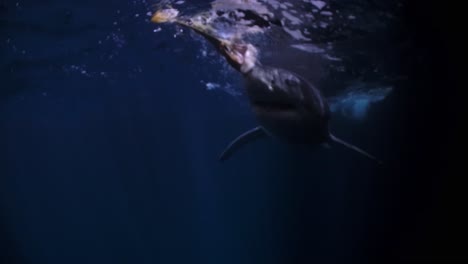 Gran-Tiburón-Blanco-En-La-Noche-Islas-De-Neptuno-Sur-De-Australia-4k-75fps