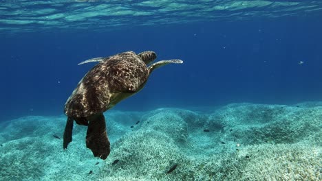 Hermosa-Tortuga-Marina-Verde-Nadando-Sobre-Los-Arrecifes-De-Coral-En-Aguas-Poco-Profundas-Del-Océano-Azul